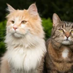 Why cats pur?